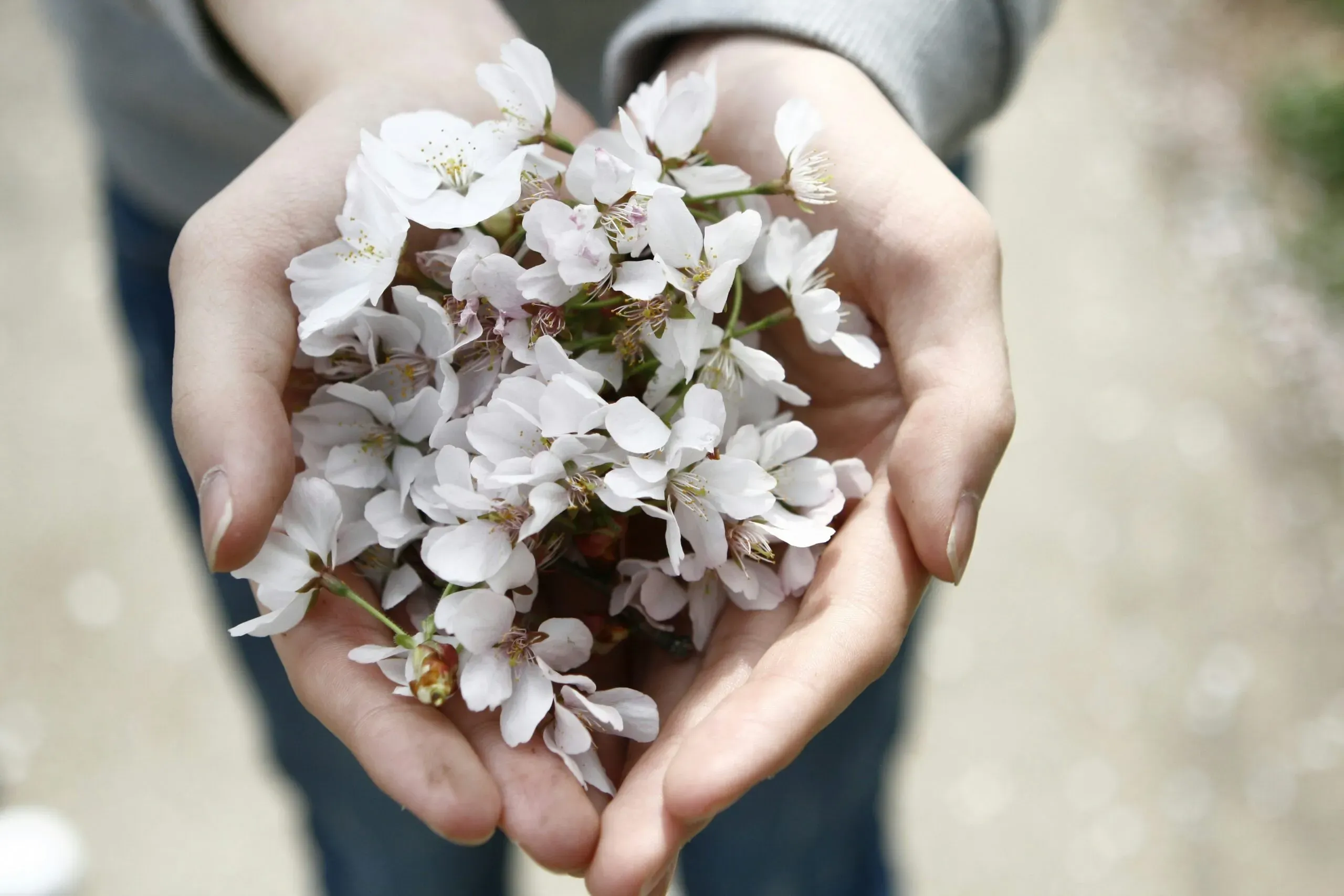 Mains tenant de petites fleurs blanches en signe d'hommage et de souvenir