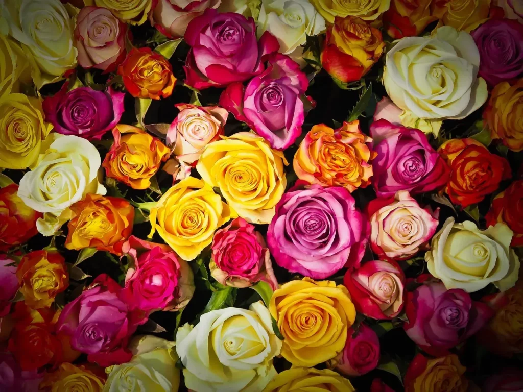 Bannière florale composée d'un assortiment de roses ouvertes aux nuances jaunes, roses et orange